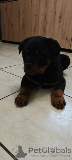 Photo №1. rottweiler - for sale in the city of Gostynin | Is free | Announcement № 126692