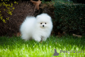 Photo №2 to announcement № 133886 for the sale of pomeranian - buy in Netherlands private announcement