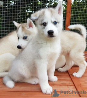 Photo №3. Healthy male and female Siberian Husky puppies with home training. Netherlands