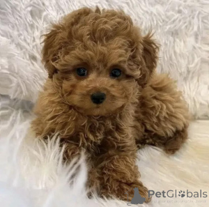 Photo №4. I will sell poodle (dwarf) in the city of Krakow. breeder - price - negotiated