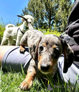 Photo №1. cane corso, dachshund - for sale in the city of Pago Pago | 800$ | Announcement № 111731