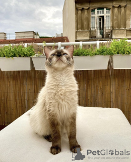 Photo №4. I will sell siamese cat in the city of Munich. private announcement, breeder - price - 400$