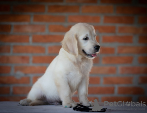 Photo №2 to announcement № 65725 for the sale of golden retriever - buy in Serbia breeder