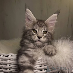 Photo №4. I will sell maine coon in the city of City of London. breeder - price - negotiated