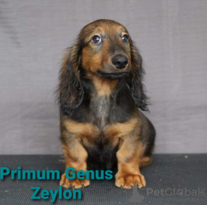 Photo №2 to announcement № 9020 for the sale of  - buy in Russian Federation from nursery