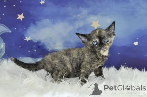 Photo №2 to announcement № 164661 for the sale of devon rex - buy in Finland private announcement, breeder