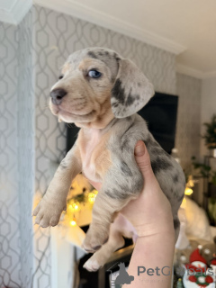 Photo №2 to announcement № 161561 for the sale of non-pedigree dogs - buy in Australia private announcement