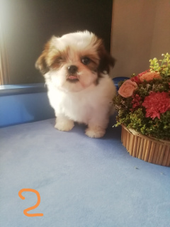 Photo №2 to announcement № 5676 for the sale of shih tzu - buy in Russian Federation private announcement