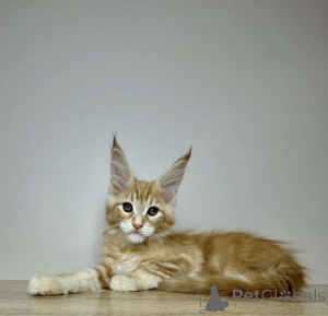 Photo №2 to announcement № 163723 for the sale of maine coon - buy in Germany breeder