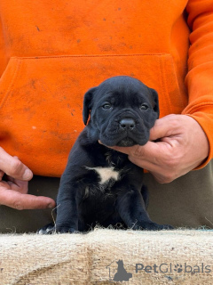 Photo №2 to announcement № 173340 for the sale of cane corso - buy in Germany private announcement