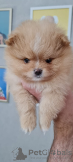 Photo №1. pomeranian - for sale in the city of Иерусалим | Is free | Announcement № 10551