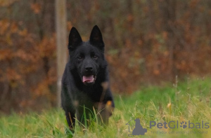 Photo №3. Female German Shepherd. Serbia