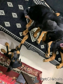 Photo №3. adorable Dobermann Puppies are looking for loving forever homes.. Denmark