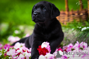 Photo №1. labrador retriever - for sale in the city of Karlovac | 1374$ | Announcement № 105798