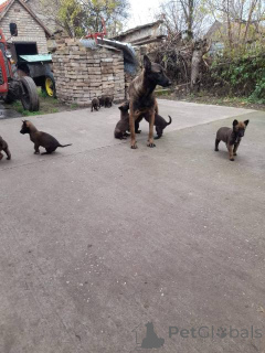 Photo №3. Belgian Shepherd Dog Puppies (Malinois). Serbia