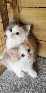 Photo №1.  - for sale in the city of Beiersdorf | 329$ | Announcement № 153138