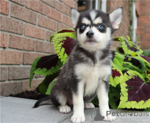 Photo №1. siberian husky - for sale in the city of Arrondissement de Berchtesgaden-Campagne | negotiated | Announcement № 158060
