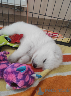 Photo №4. I will sell samoyed dog in the city of Sosnowiec. breeder - price - 1694$