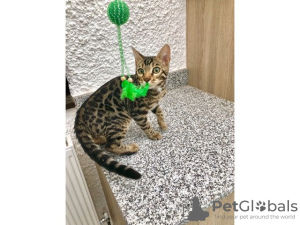 Photo №1. bengal cat - for sale in the city of Антверпен | 190$ | Announcement № 123523