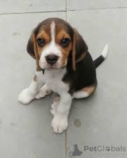 Photo №2 to announcement № 136190 for the sale of beagle - buy in United Kingdom 