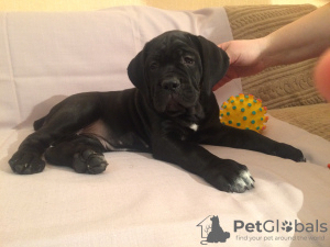 Photo №2 to announcement № 8581 for the sale of cane corso - buy in Russian Federation private announcement