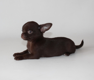 Photo №1. chihuahua - for sale in the city of St. Petersburg | negotiated | Announcement № 6323