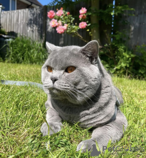 Photo №2 to announcement № 108930 for the sale of british shorthair - buy in Germany private announcement