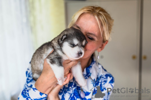 Additional photos: Alaskan Malamute puppies