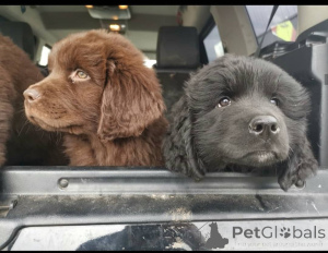 Photo №2 to announcement № 159438 for the sale of newfoundland dog - buy in Belgium private announcement