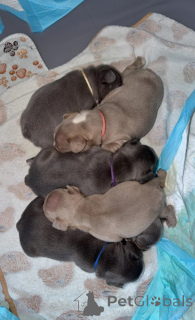 Photo №1. french bulldog - for sale in the city of Falkenberg | 413$ | Announcement № 171985