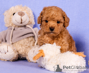 Photo №3. Male and Female Poodle Puppies. Saudi Arabia