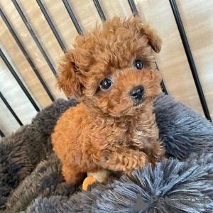 Photo №1. poodle (toy) - for sale in the city of Jerusalem | negotiated | Announcement № 67784