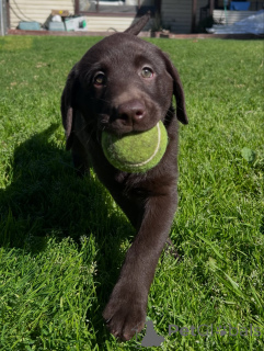 Photo №2 to announcement № 165688 for the sale of labrador retriever - buy in Germany private announcement, breeder