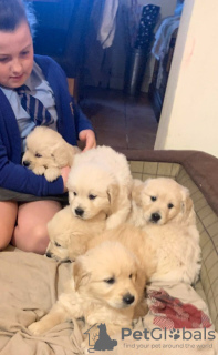 Photo №4. I will sell golden retriever in the city of Дортмунд. private announcement, from nursery - price - 412$