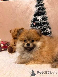 Photo №2 to announcement № 160636 for the sale of pomeranian - buy in Serbia 