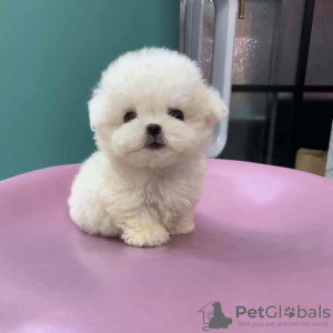 Photo №1. bichon frise - for sale in the city of Paris | negotiated | Announcement № 83096