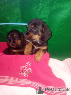 Photo №4. I will sell dachshund in the city of Arizona City. private announcement - price - Is free