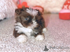 Photo №1. shih tzu - for sale in the city of Berlin | 282$ | Announcement № 137180