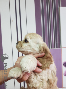 Photo №4. I will sell american cocker spaniel in the city of Novosibirsk. private announcement - price - negotiated