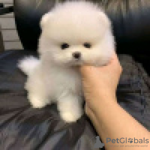 Photo №2 to announcement № 120624 for the sale of pomeranian - buy in Finland private announcement, breeder