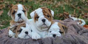 Photo №1. english bulldog - for sale in the city of Milan | negotiated | Announcement № 157006