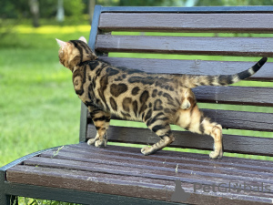 Photo №4. I will sell bengal cat in the city of Birmingham. private announcement, from nursery, breeder - price - negotiated