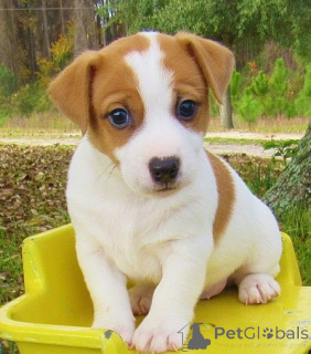 Photo №1. jack russell terrier - for sale in the city of Prague | negotiated | Announcement № 170671