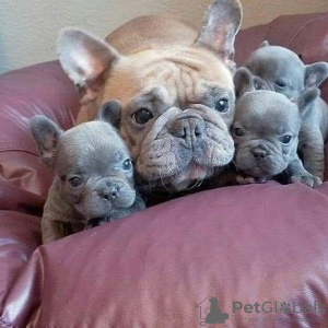 Photo №1. french bulldog - for sale in the city of Vienna | negotiated | Announcement № 132025