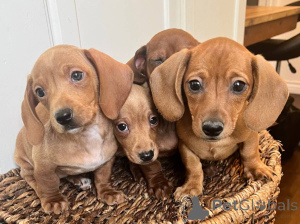 Photo №4. I will sell dachshund in the city of Berlin. private announcement - price - negotiated