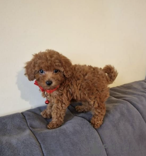 Photo №1. poodle (toy) - for sale in the city of Hamburg | Is free | Announcement № 169014