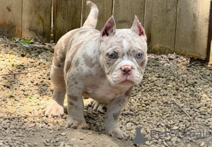 Photo №2 to announcement № 137881 for the sale of american bully - buy in United States private announcement