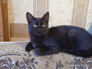 Additional photos: Black cat kitten Felicia as a gift to kind hearts!