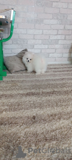 Additional photos: pomeranian