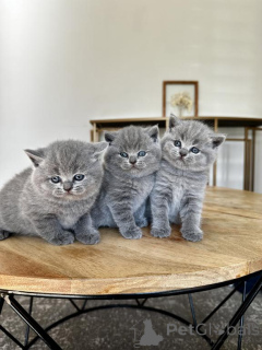 Photo №1. british shorthair - for sale in the city of Appenzell | 361$ | Announcement № 178735